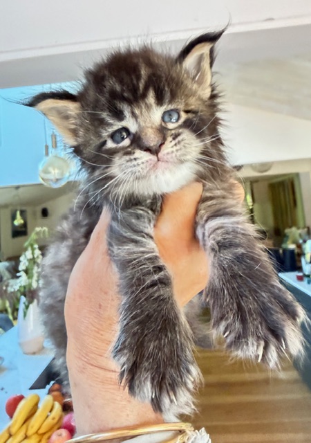 Barbossa El Capitan  Chatterie MAKATEA Maine Coon