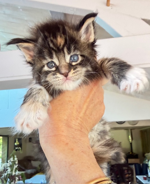 Baya Femelle Maine coon née le 26/03/2026.     Chatterie Maine coon Makatea