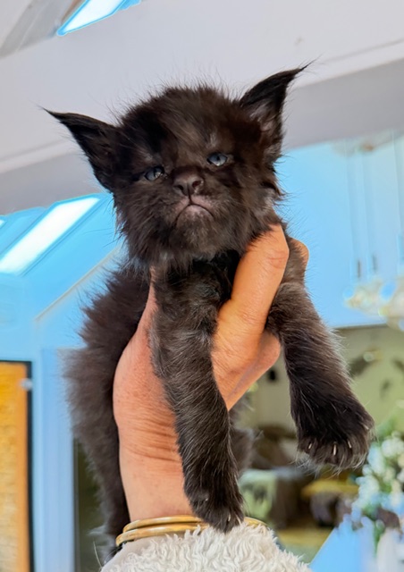Berlioz  Chatterie MAKATEA Maine Coon