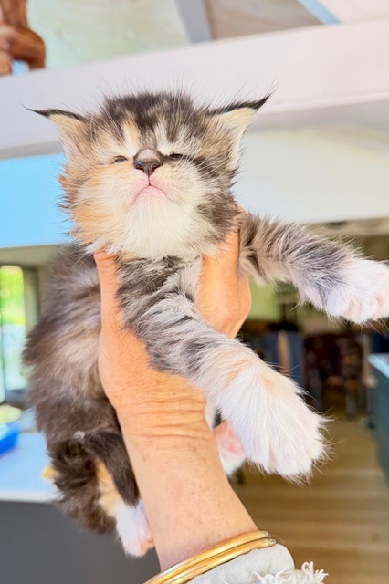 Bali  Chatterie MAKATEA Maine Coon