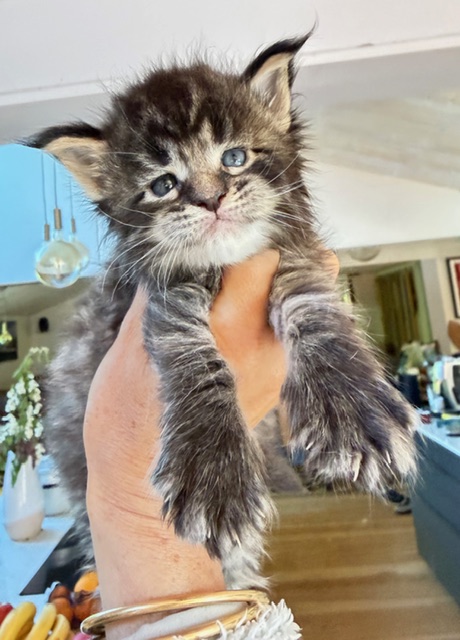 Barbossa El Capitan  Chatterie MAKATEA Maine Coon