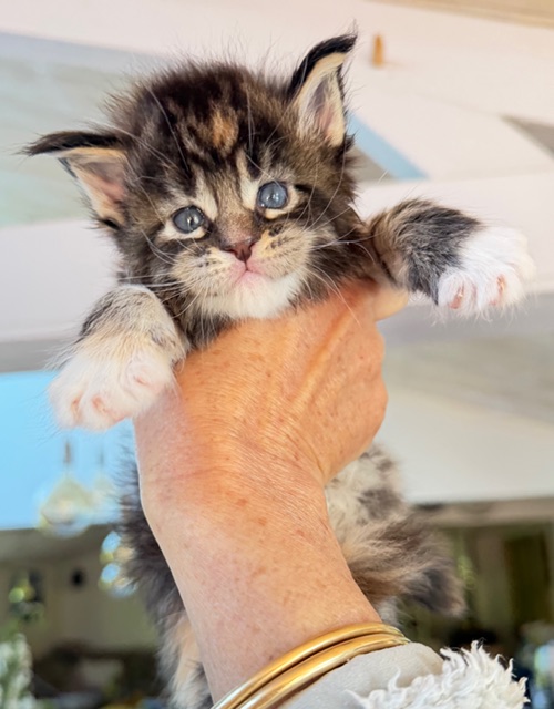 Baya  Chatterie MAKATEA Maine Coon