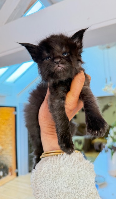 Berlioz  Chatterie MAKATEA Maine Coon