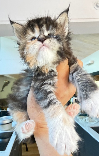 Bali  Chatterie MAKATEA Maine Coon