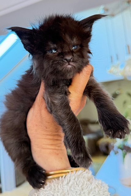 Berlioz  Chatterie MAKATEA Maine Coon