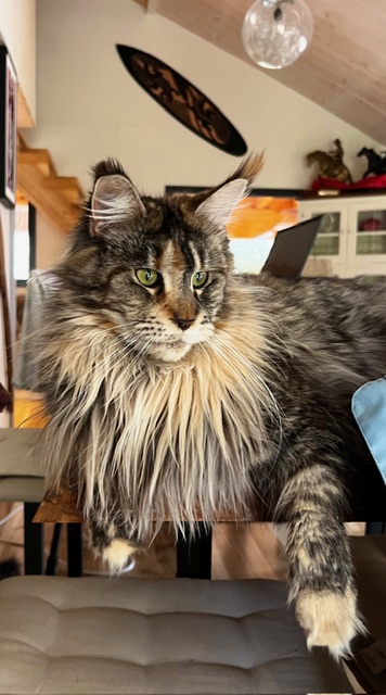 Makatea Stella Shine Chatterie MAKATEA Maine Coon
