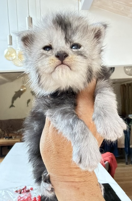 Baloo Chatterie MAKATEA Maine Coon