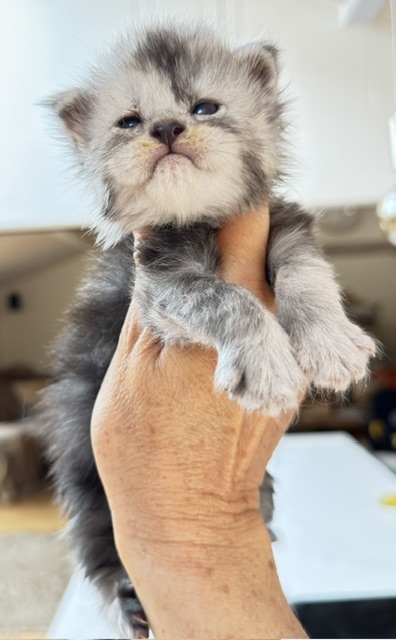 Baloo Chatterie MAKATEA Maine Coon