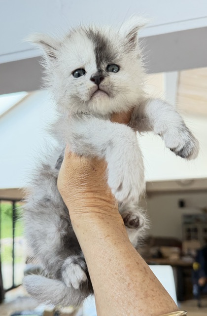 Balto Chatterie MAKATEA Maine Coon