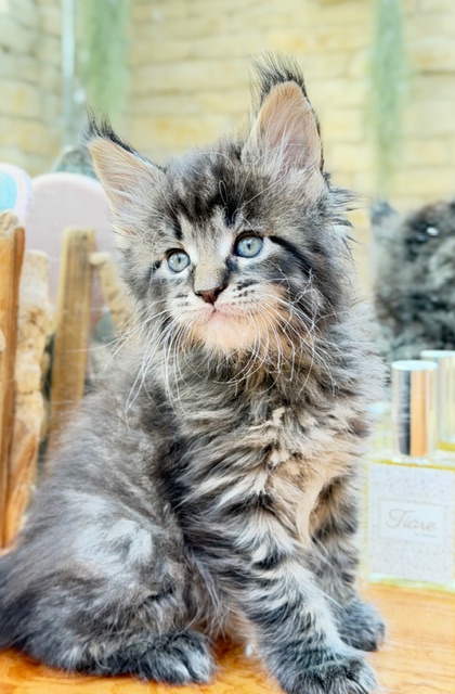 Barbossa El Capitan  Chatterie MAKATEA Maine Coon