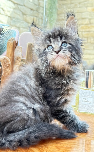 Barbossa El Capitan  Chatterie MAKATEA Maine Coon
