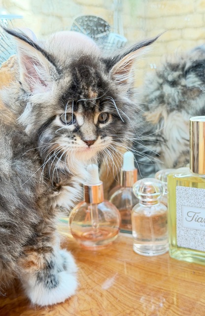 Baya  Chatterie MAKATEA Maine Coon