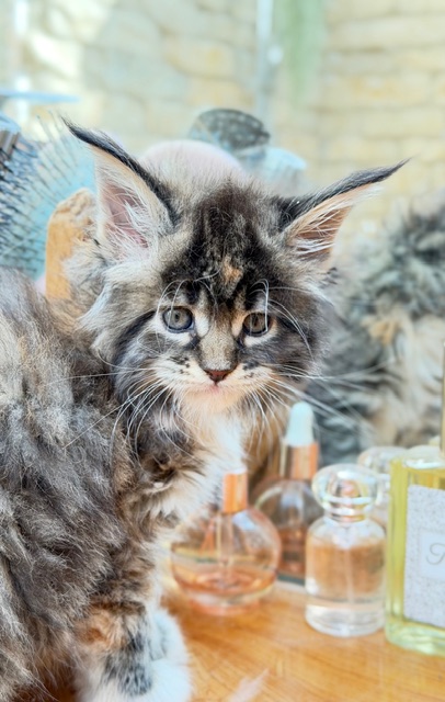 Baya  Chatterie MAKATEA Maine Coon