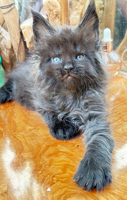 Berlioz Mâle Maine coon né le 26/03/2026.     Chatterie Maine coon Makatea