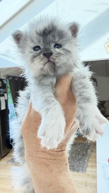 Bigfoot Chatterie MAKATEA Maine Coon