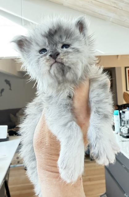 Bigfoot Chatterie MAKATEA Maine Coon