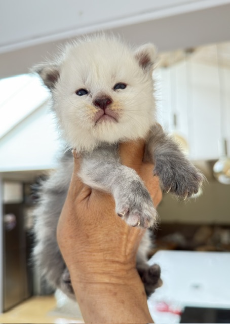 Bubba Chatterie MAKATEA Maine Coon