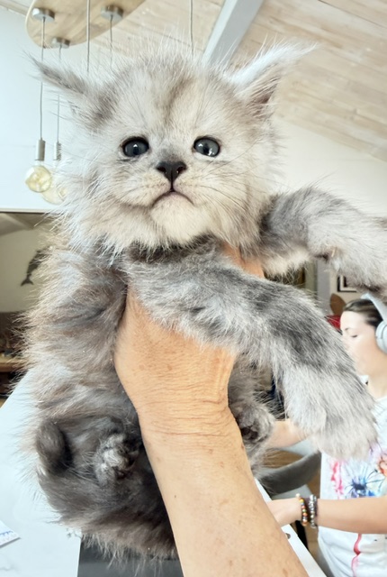 Buffalo Chatterie MAKATEA Maine Coon