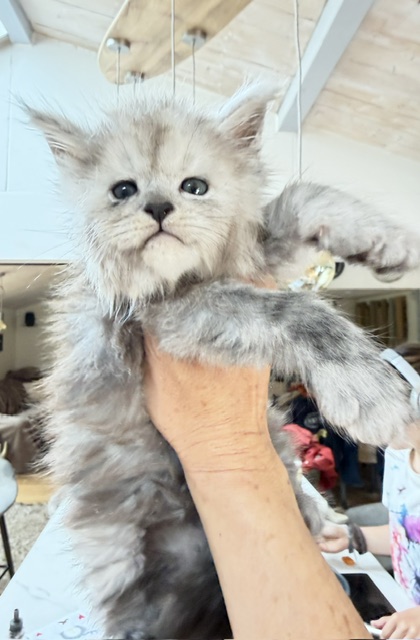 Buffalo Chatterie MAKATEA Maine Coon