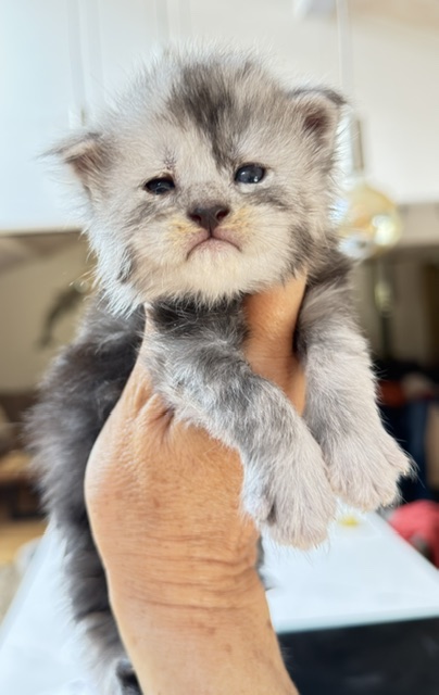 Baloo Chatterie MAKATEA Maine Coon