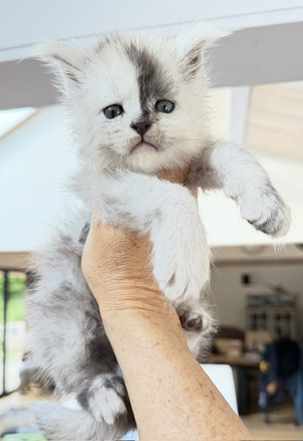 Balto Chatterie MAKATEA Maine Coon