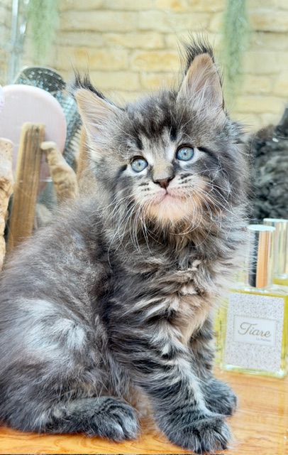 Barbossa El Capitan  Chatterie MAKATEA Maine Coon