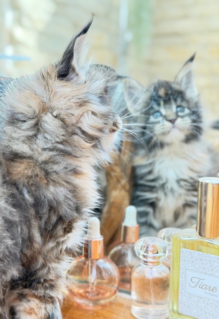 Baya  Chatterie MAKATEA Maine Coon