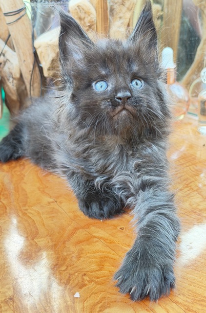 Berlioz  Chatterie MAKATEA Maine Coon