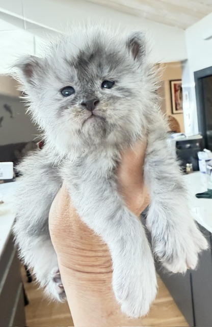 Bigfoot Chatterie MAKATEA Maine Coon
