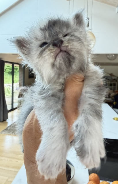 Bigfoot Chatterie MAKATEA Maine Coon
