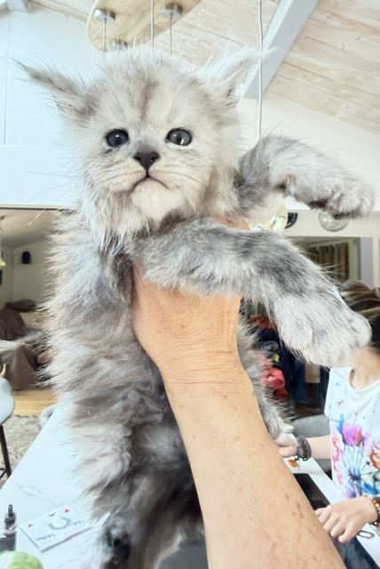 Buffalo Chatterie MAKATEA Maine Coon