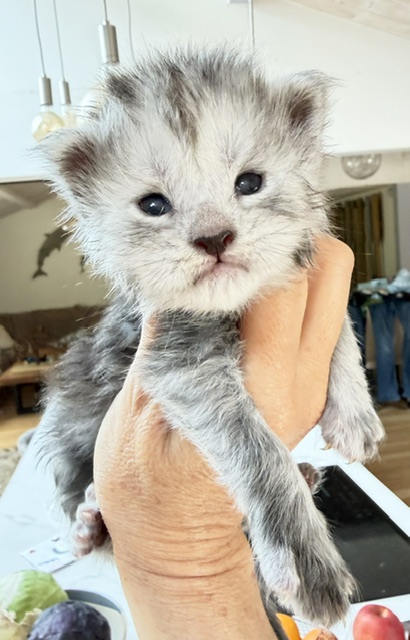 B&rsquo;Nebulla Femelle Maine coon née le 02/05/2026.  Disponible à l'adoption   Chatterie Maine coon Makatea 