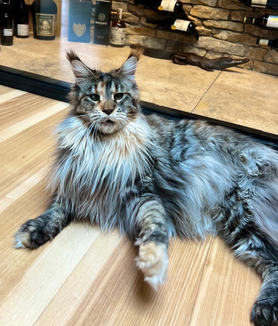 Makatea Stella Shine Chatterie MAKATEA Maine Coon