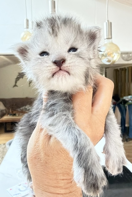 B'Nebulla  Chatterie MAKATEA Maine Coon