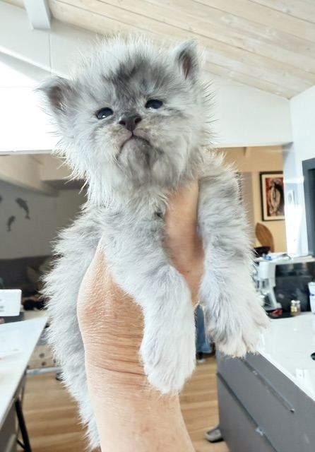 Bigfoot Chatterie MAKATEA Maine Coon