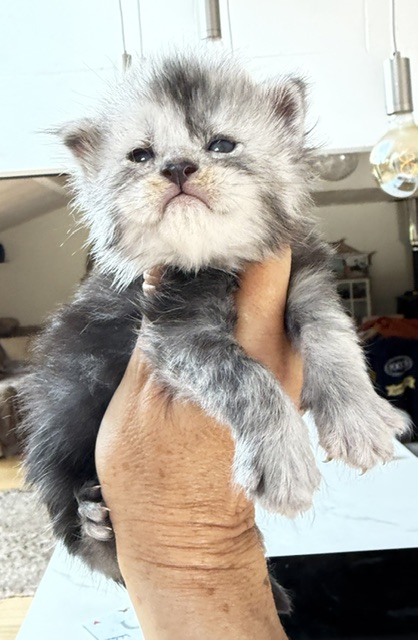 Baloo Chatterie MAKATEA Maine Coon