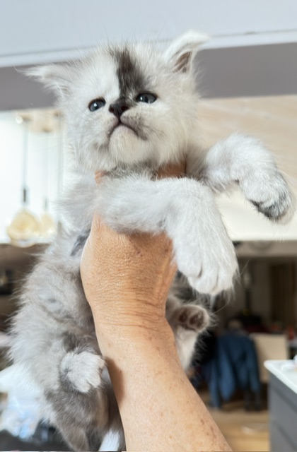 Balto Chatterie MAKATEA Maine Coon
