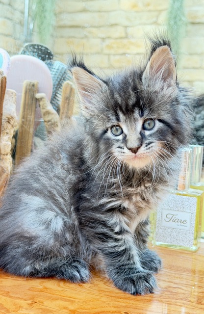 Barbossa El Capitan  Chatterie MAKATEA Maine Coon