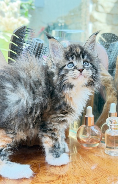 Baya  Chatterie MAKATEA Maine Coon