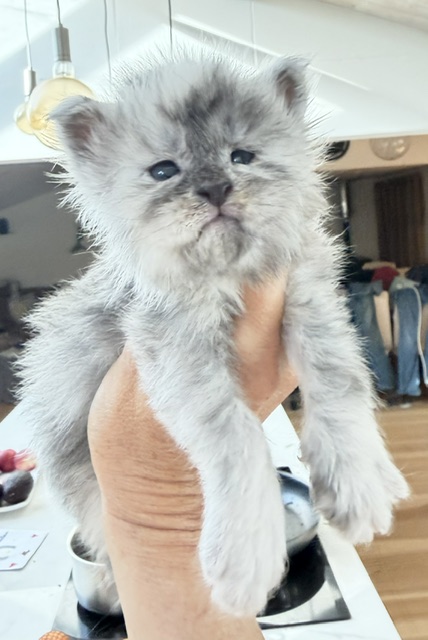 Bigfoot Chatterie MAKATEA Maine Coon