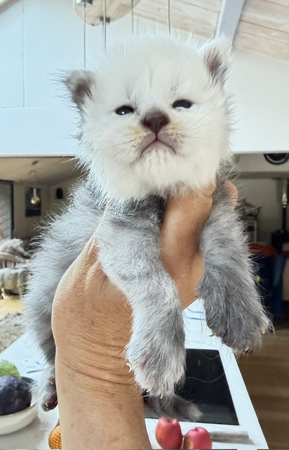 Bubba Chatterie MAKATEA Maine Coon