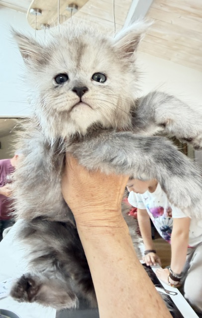 Buffalo Chatterie MAKATEA Maine Coon