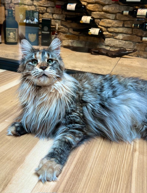 Makatea Stella Shine Chatterie MAKATEA Maine Coon