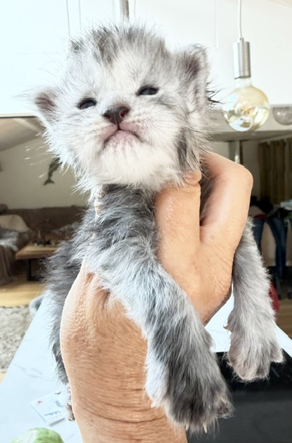 B'Nebulla  Chatterie MAKATEA Maine Coon