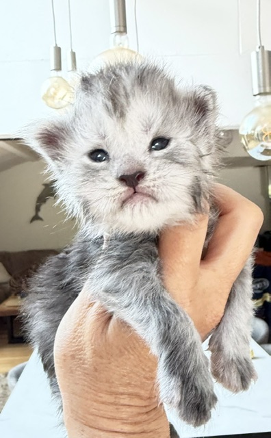 B'Nebulla  Chatterie MAKATEA Maine Coon