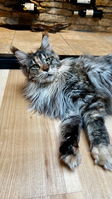 Makatea Stella Shine Chatterie MAKATEA Maine Coon