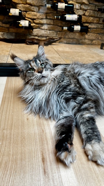 Makatea Stella Shine Chatterie MAKATEA Maine Coon