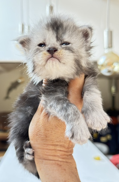 Baloo Chatterie MAKATEA Maine Coon