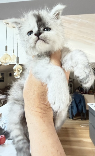 Balto Chatterie MAKATEA Maine Coon