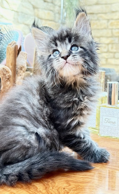 Barbossa El Capitan  Chatterie MAKATEA Maine Coon